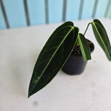 Load image into Gallery viewer, #H55 Anthurium Warocqueanum