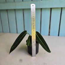 Load image into Gallery viewer, #H55 Anthurium Warocqueanum