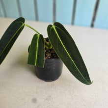Load image into Gallery viewer, #H55 Anthurium Warocqueanum