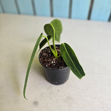 Load image into Gallery viewer, #H55 Anthurium Warocqueanum