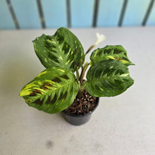Load image into Gallery viewer, #H42 Variegated Maranta Leuconeura