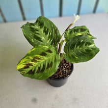 Load image into Gallery viewer, #H42 Variegated Maranta Leuconeura