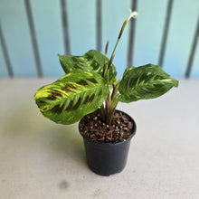 Load image into Gallery viewer, #H42 Variegated Maranta Leuconeura