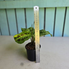 Load image into Gallery viewer, #H42 Variegated Maranta Leuconeura