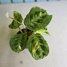 Load image into Gallery viewer, #H42 Variegated Maranta Leuconeura