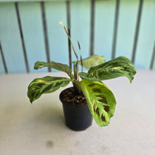 Load image into Gallery viewer, #H42 Variegated Maranta Leuconeura