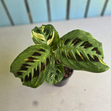 Load image into Gallery viewer, #W11 Variegated Maranta Leuconeura