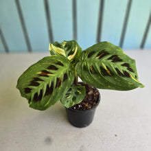 Load image into Gallery viewer, #W11 Variegated Maranta Leuconeura