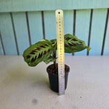 Load image into Gallery viewer, #W11 Variegated Maranta Leuconeura