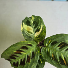 Load image into Gallery viewer, #W11 Variegated Maranta Leuconeura