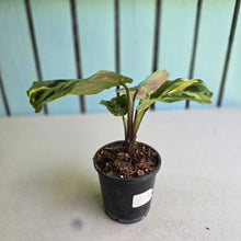 Load image into Gallery viewer, #W11 Variegated Maranta Leuconeura