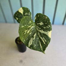 Load image into Gallery viewer, #B102 Monstera Thai Constellation
