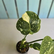 Load image into Gallery viewer, #B102 Monstera Thai Constellation
