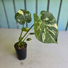 Load image into Gallery viewer, #B102 Monstera Thai Constellation