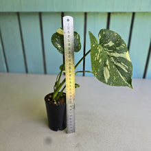 Load image into Gallery viewer, #B102 Monstera Thai Constellation