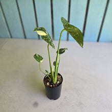 Load image into Gallery viewer, #B102 Monstera Thai Constellation