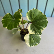 Load image into Gallery viewer, #L43 Farfugium Japonicum 'Argenteum'