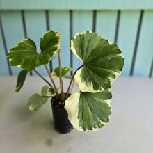 Load image into Gallery viewer, #L43 Farfugium Japonicum 'Argenteum'