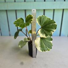 Load image into Gallery viewer, #L43 Farfugium Japonicum 'Argenteum'