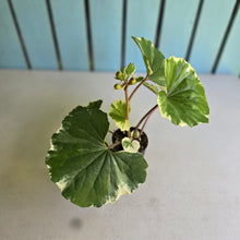 Load image into Gallery viewer, #L43 Farfugium Japonicum 'Argenteum'