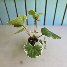 Load image into Gallery viewer, #L43 Farfugium Japonicum 'Argenteum'