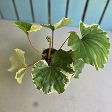 Load image into Gallery viewer, #H64 Farfugium Japonicum 'Argenteum'