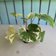 Load image into Gallery viewer, #H64 Farfugium Japonicum 'Argenteum'