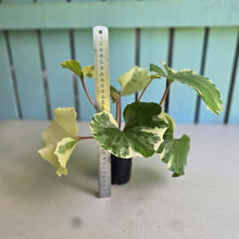 Load image into Gallery viewer, #H64 Farfugium Japonicum 'Argenteum'
