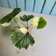Load image into Gallery viewer, #H64 Farfugium Japonicum 'Argenteum'