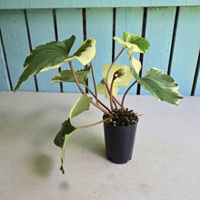 Load image into Gallery viewer, #H64 Farfugium Japonicum 'Argenteum'