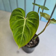 Load image into Gallery viewer, #94 Variegated Philodendron Gloriosum