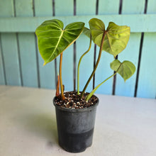 Load image into Gallery viewer, #94 Variegated Philodendron Gloriosum