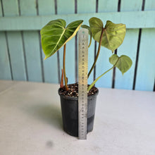 Load image into Gallery viewer, #94 Variegated Philodendron Gloriosum