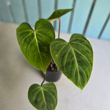 Load image into Gallery viewer, #94 Variegated Philodendron Gloriosum