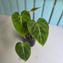 Load image into Gallery viewer, #94 Variegated Philodendron Gloriosum
