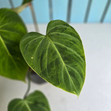 Load image into Gallery viewer, #94 Variegated Philodendron Gloriosum