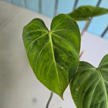 Load image into Gallery viewer, #94 Variegated Philodendron Gloriosum