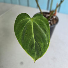 Load image into Gallery viewer, #94 Variegated Philodendron Gloriosum