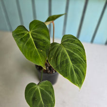 Load image into Gallery viewer, #94 Variegated Philodendron Gloriosum