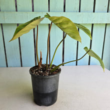 Load image into Gallery viewer, #94 Variegated Philodendron Gloriosum
