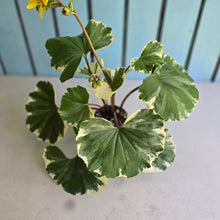 Load image into Gallery viewer, #B73 Farfugium Japonicum 'Argenteum'
