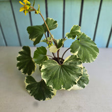 Load image into Gallery viewer, #B73 Farfugium Japonicum 'Argenteum'