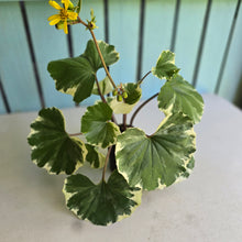Load image into Gallery viewer, #B73 Farfugium Japonicum 'Argenteum'