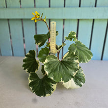 Load image into Gallery viewer, #B73 Farfugium Japonicum 'Argenteum'