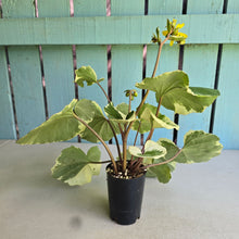 Load image into Gallery viewer, #B73 Farfugium Japonicum 'Argenteum'