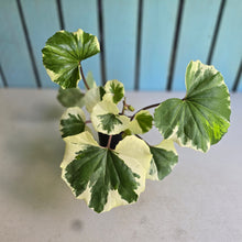 Load image into Gallery viewer, #H47 Farfugium Japonicum 'Argenteum'