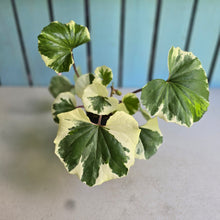 Load image into Gallery viewer, #H47 Farfugium Japonicum 'Argenteum'