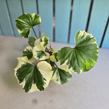 Load image into Gallery viewer, #H47 Farfugium Japonicum 'Argenteum'