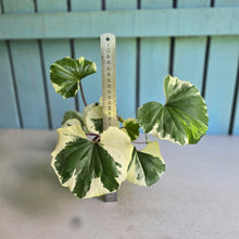 Load image into Gallery viewer, #H47 Farfugium Japonicum 'Argenteum'