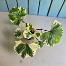 Load image into Gallery viewer, #H47 Farfugium Japonicum 'Argenteum'